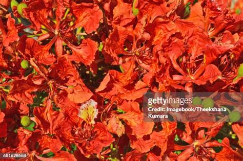 55 Gulmohar Flower Stock Photos, High-Res Pictures, and Images - Getty ...