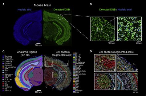 History Of Spatial Transcriptomics Part 1 Single Gene Spatial