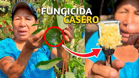 FUNGICIDA CASERO DEFINITIVA A Los HONGOS Con Este FUNGICIDA CASERO Para