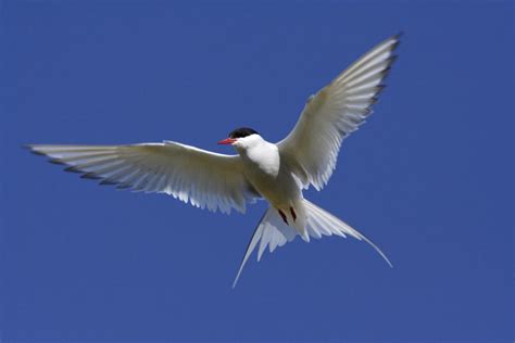 Types of Seabirds From Around the World - American Oceans