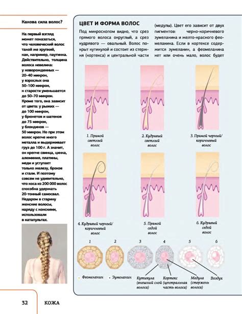"Атлас анатомии человека с дополненной реальностью" А. Спектор