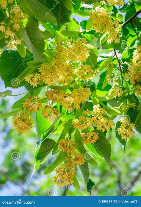 Linden Flowers Between Abundant Foliage Leaves Lime Tree Or Tilia Tree