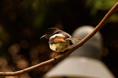 Birding Old World Flycatchers Bird Photography