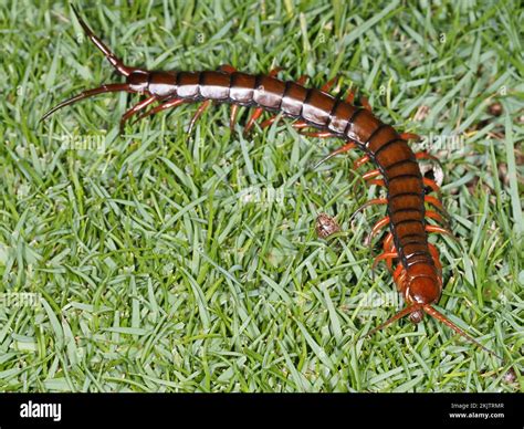 Hawaiian Centipede Scolopendra Subspinipes Large Medically