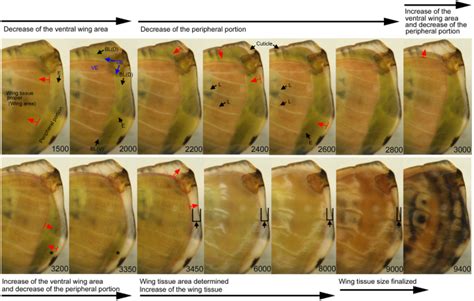 developmental dynamics  butterfly wings real time  vivo  wing
