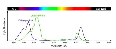 Difference Between Chlorophyll A And B Definition Characteristics