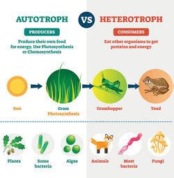 Autotroph Types and Examples in Basic Terms | YourDictionary