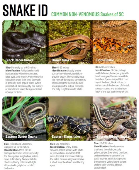 Snake Species with Pictures: Discover the World"s Most Fascinating Snakes