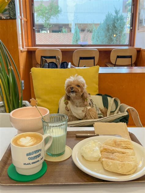 발산우장산 애견동반 카페🐶 카이막 맛집 브라운씨2호점 네이버 블로그