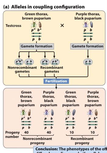 CH 7 Linkage Recombination And Eukaryotic Gene Mapping Flashcards