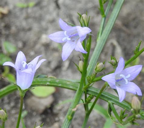 Rapunzel Rampion Campanula Rapunculus Potted Plant Organic