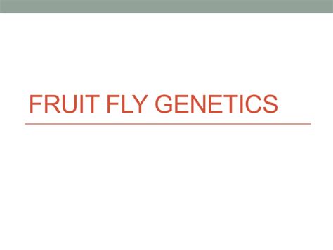 FRUIT FLY GENETICS