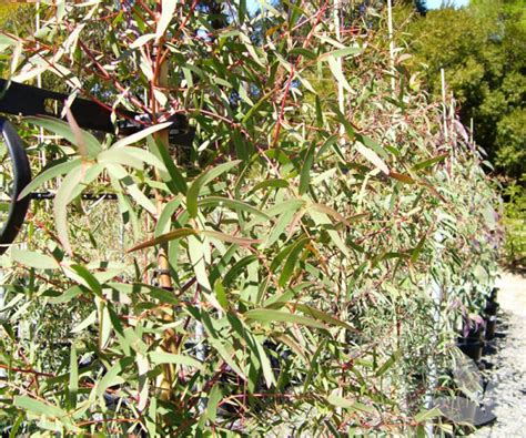 Eucalyptus Mannifera Maculosa Red Spotted Gum Trees Speciality Trees