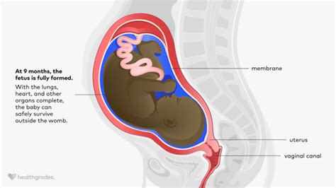 Pregnancy At 9 Months Fetal Development Labor And More