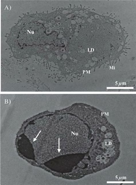 Representative Phase Contrast Photomicrographs Of Liv Ing Bovine