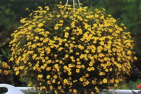 Биденс (60 фото) - виды, выращивание и правильный уход