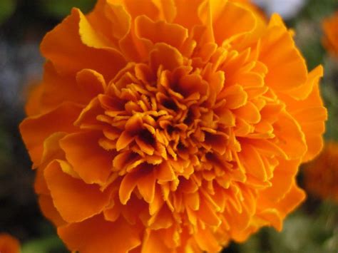 Medicinal Uses For Marigold Growing Marigolds Marigold Flower Annual Plants