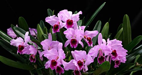 Como Cultivar Cattleya Percivaliana