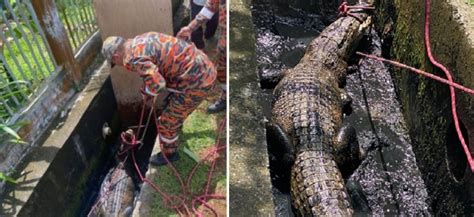 Heboh Buaya Sepanjang Sekira Tiga Meter Nyangkut Dalam Selokan