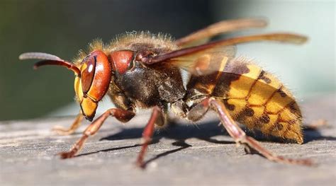 Science News How To Identify Asian Giant Hornet Know Everything About Murder Hornets 🔬 Latestly