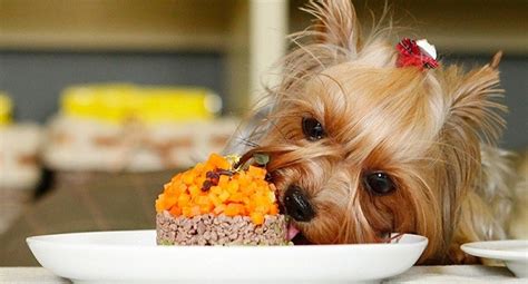 20 Things All Yorkie Owners Must Never Forget