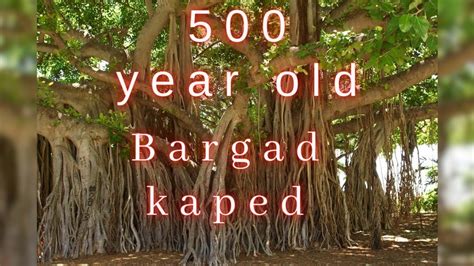 500 Year Old Bargad Ka Ped YouTube