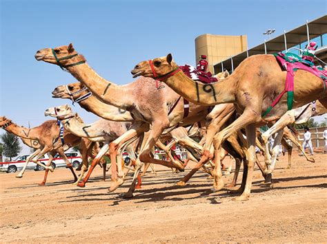 ‘Aflaj’ and camel racing in UAE included as a Unesco cultural heritage ...