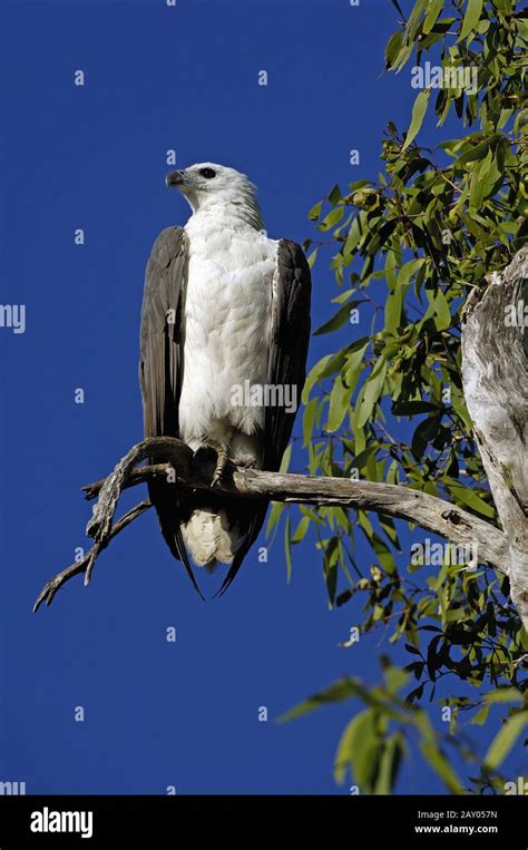 White Bellied Sea Eagle Haliaeetus Leucogaster Stock Photo Alamy