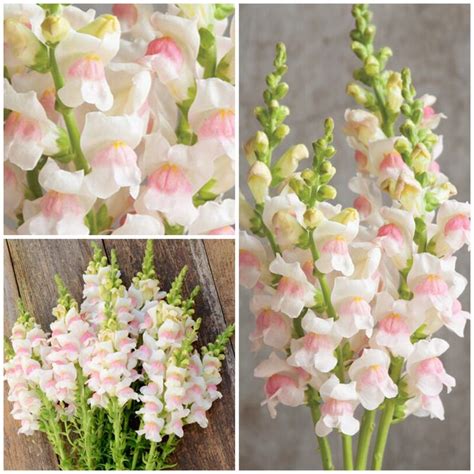 Baby Snapdragons Petite Beauties For Your Garden Tiny Garden