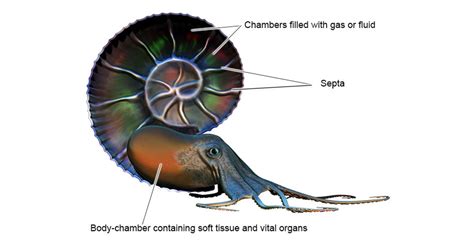 Ammonites British Geological Survey