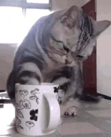 Cats Drinking GIF - Find & Share on GIPHY