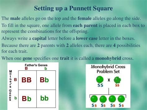 section   solving punnett squares powerpoint