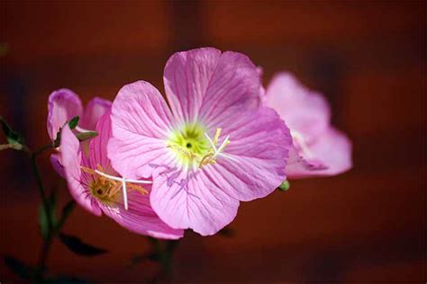 How To Grow Evening Primrose A Triple Duty Plant Gardeners Path