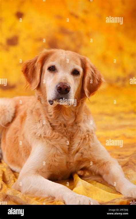 Hovawart Slut Blonde Stock Photo Alamy