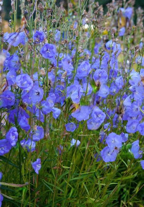 14 Stunning Royal Blue Flowers | Balcony Garden Web