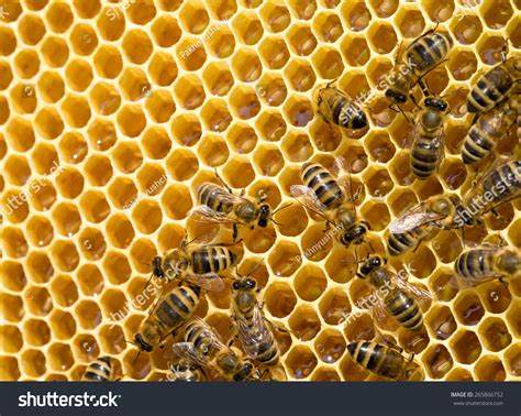 Bees Swarming On A Honeycomb Stock Photo 265866752 Shutterstock