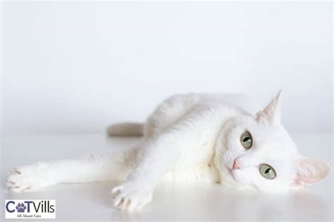 Russian White Cats: The Majestic Felines With a Rich History