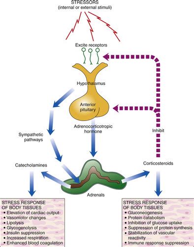 PATHO CH 2 3 Homeostasis Cell Structure Flashcards Quizlet