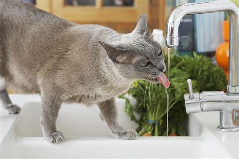 Из чего состоит корм Royal Canin gastro intestinal для котов: подробный ...