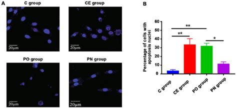 Detection Of The Apoptosis Of Huh7 Cells In Each Group By Hoechst