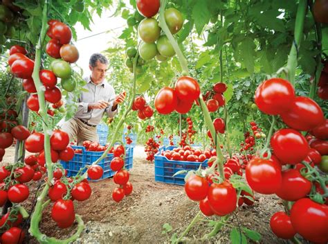 Como Cultivar Tomate La Gu A Completa La Huertina De Toni