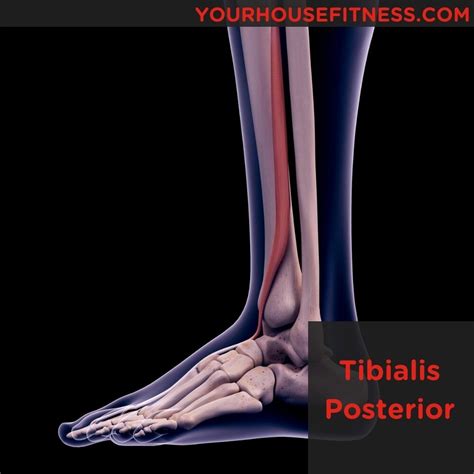 Muscle Breakdown Tibialis Posterior