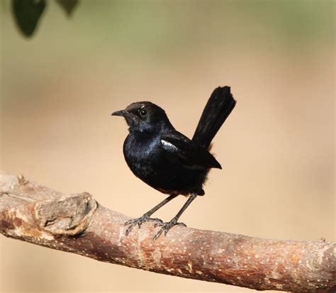 Indian Birds Photography Birdphotoindia Indian Robin Pune6