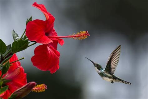 Are Hummingbirds Pollinators? (Read This First) - HayFarmGuy