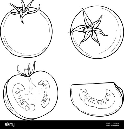 A Hand Drawn Tomato A Set Of Sketches With Sliced Tomatoes A Slice Of