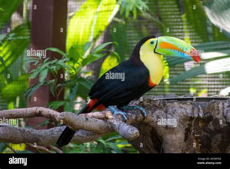 Colorful Toucan with cage Stock Photo - Alamy