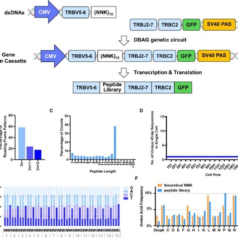 Single Cell Sequencing Analysis Of Dbag Library A Schematic Diagram