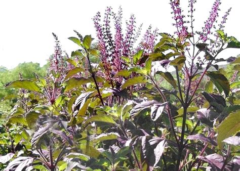 100 Krishna Tulsi Holy Basil Seeds Red Leaf Indian Sacred