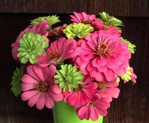 zinnia bouquets | Zinnia elegans 'Benary's Giant Lime' and 'Super Yoga ...