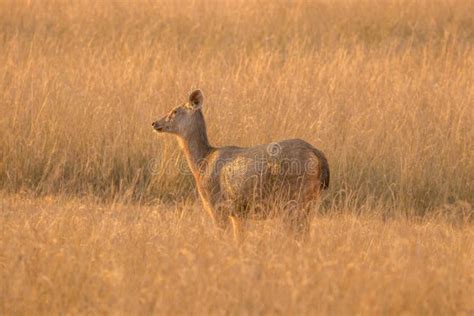 Sambar Deer At Bandhavgarh National Forest Area Madhya Pradesh India